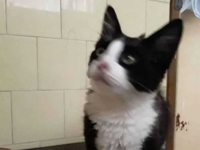 Gato raça Sem raça idade Abaixo de 2 meses nome Fred