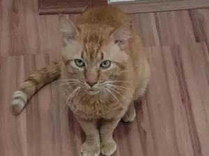 Gato raça SRD idade 2 anos nome Logan