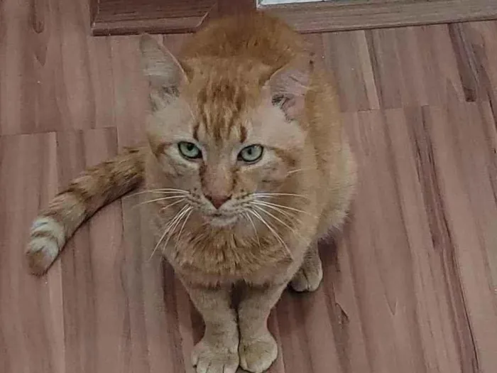 Gato raça SRD idade 2 anos nome Logan