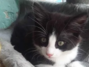 Gato raça Sem raça idade Abaixo de 2 meses nome Fred