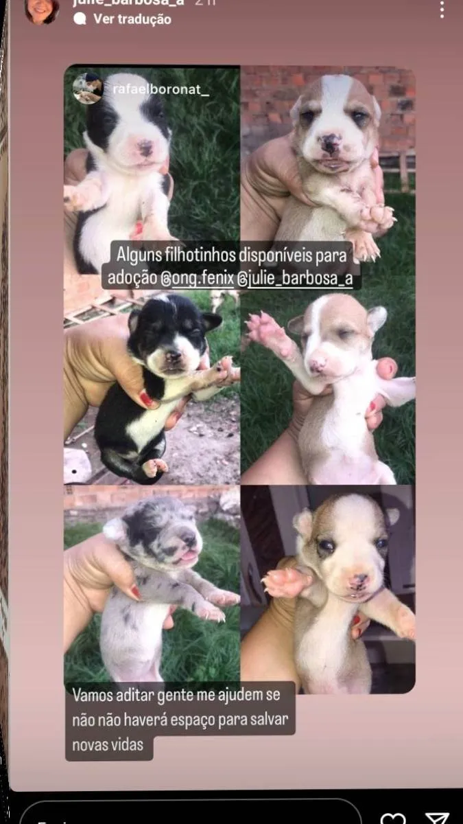 Cachorro raça Srd idade Abaixo de 2 meses nome Filhotes