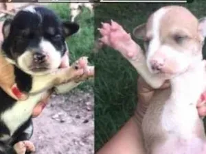 Cachorro raça Srd idade Abaixo de 2 meses nome Filhotes