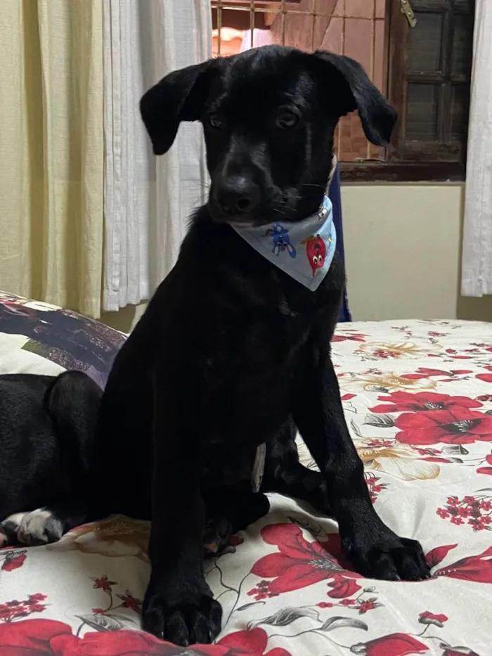 Cachorro ra a Raça Indefinida idade 2 a 6 meses nome Dengosa/ Raivoso.