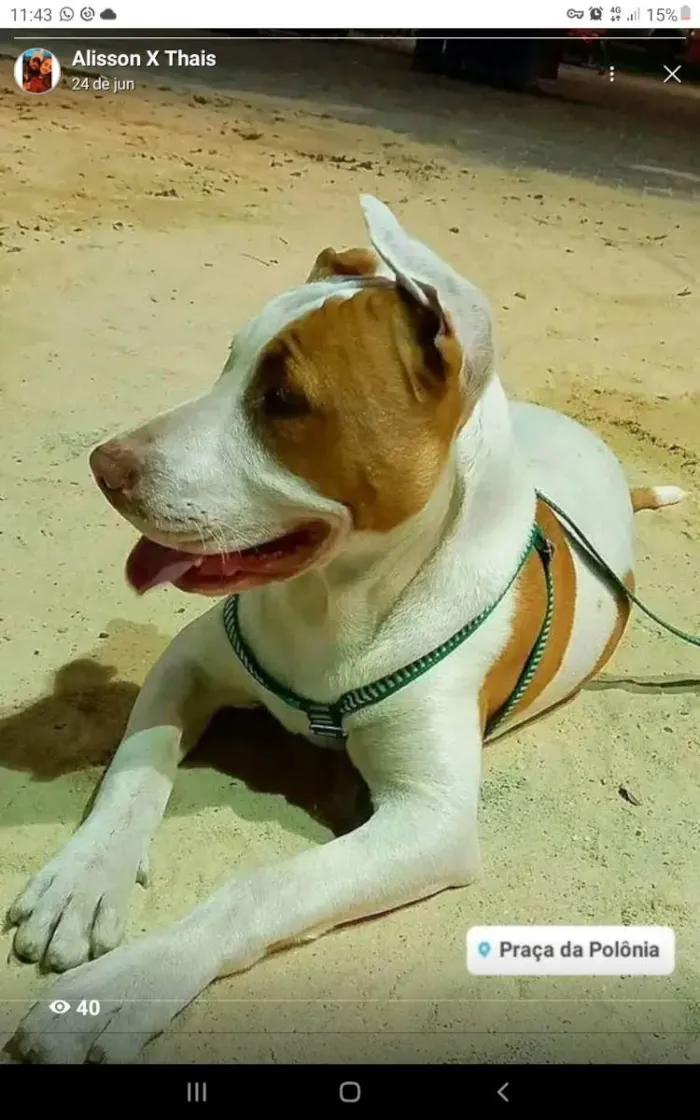 Cachorro ra a Pitbul  idade 7 a 11 meses nome Thor