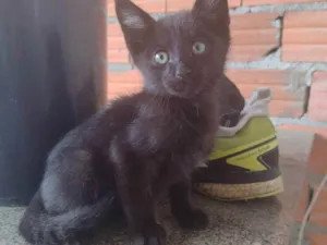 Gato raça Desconhecido  idade 2 a 6 meses nome Não tem nome 