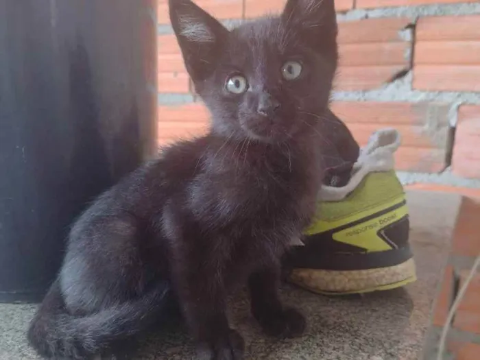 Gato raça Desconhecido  idade 2 a 6 meses nome Não tem nome 