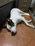 Barão