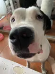 Barão