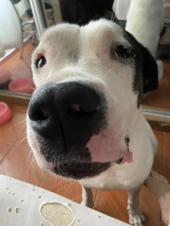 Cachorro ra a Dogo argentino  idade 3 anos nome Barão