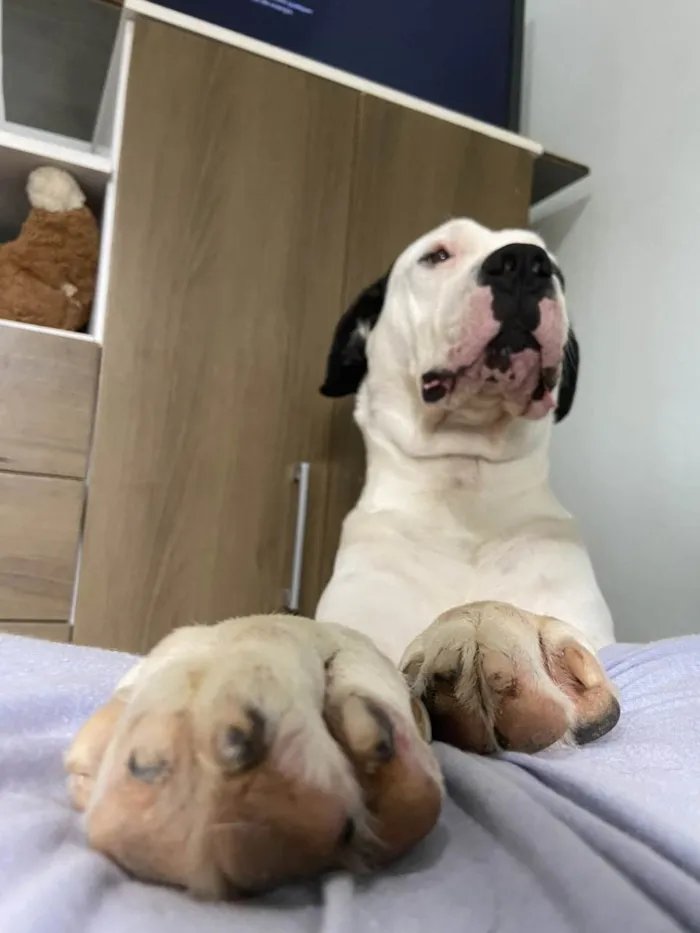 Cachorro ra a Dogo argentino  idade 3 anos nome Barão