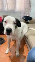 Barão