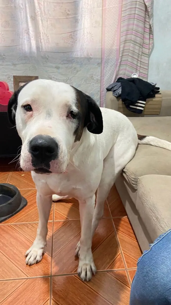 Cachorro ra a Dogo argentino  idade 3 anos nome Barão