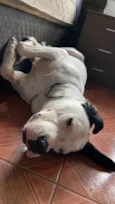 Barão