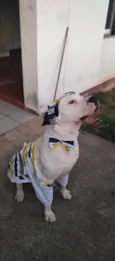 Barão