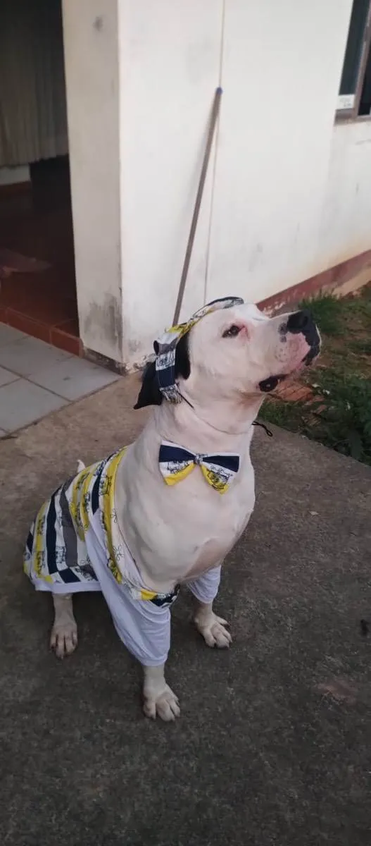 Cachorro ra a Dogo argentino  idade 3 anos nome Barão