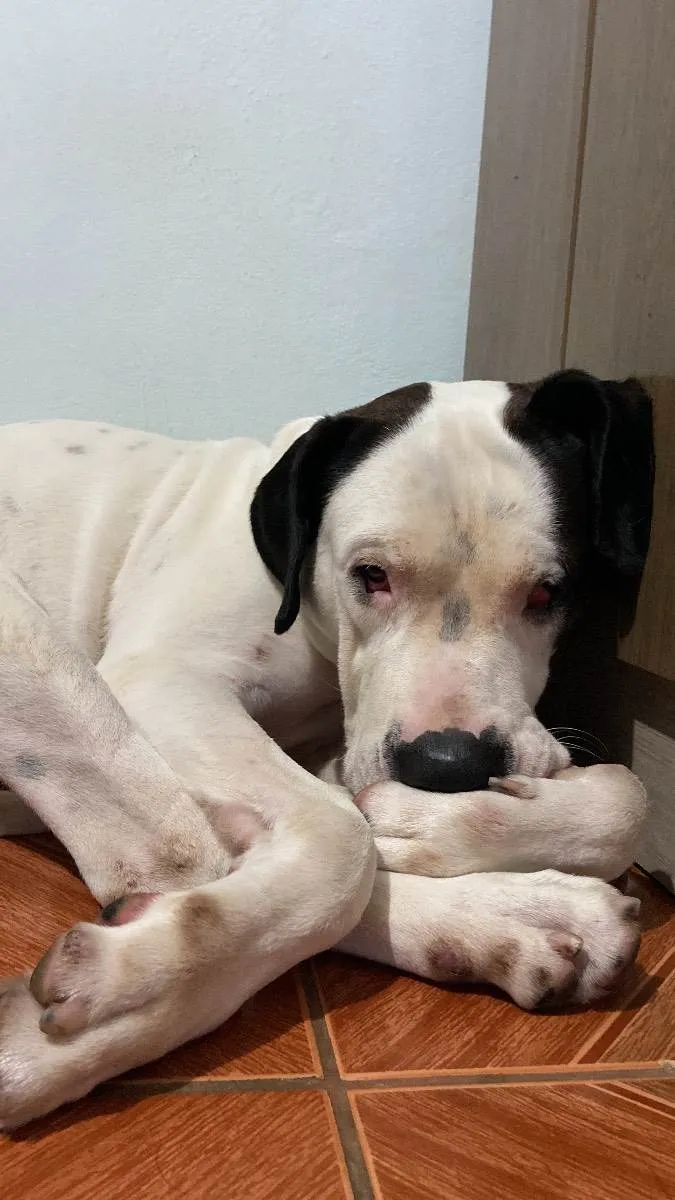 Cachorro ra a Dogo argentino  idade 3 anos nome Barão