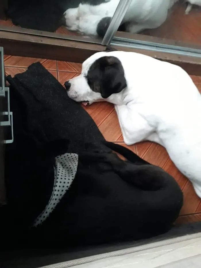 Cachorro ra a Dogo argentino  idade 3 anos nome Barão