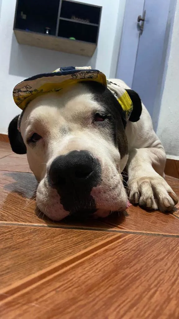 Cachorro ra a Dogo argentino  idade 3 anos nome Barão