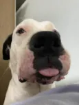 Barão
