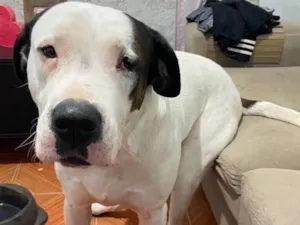 Cachorro raça Dogo argentino  idade 3 anos nome Barão