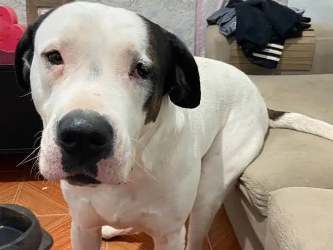 Cachorro ra a Dogo argentino  idade 3 anos nome Barão