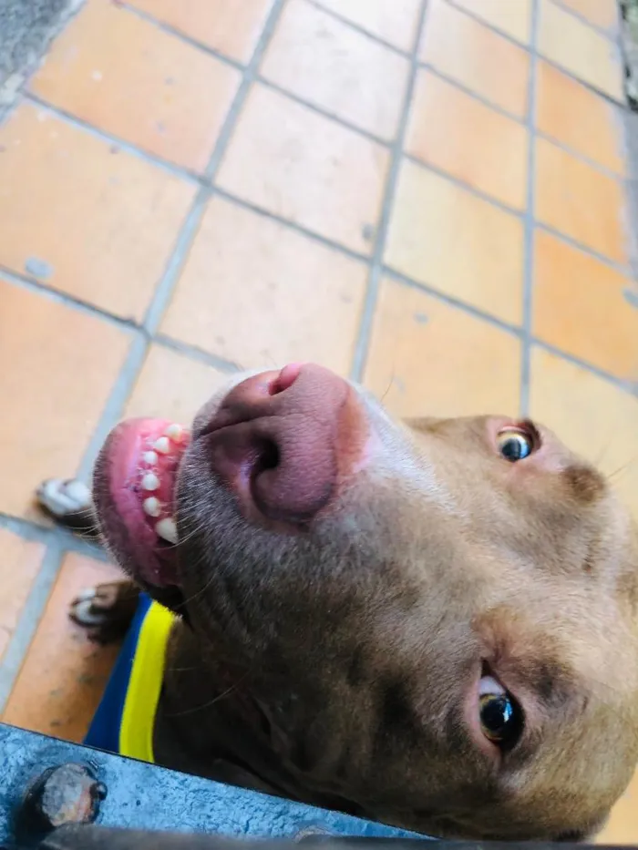 Cachorro raça American pit bull terrier idade 1 ano nome Esmeralda 