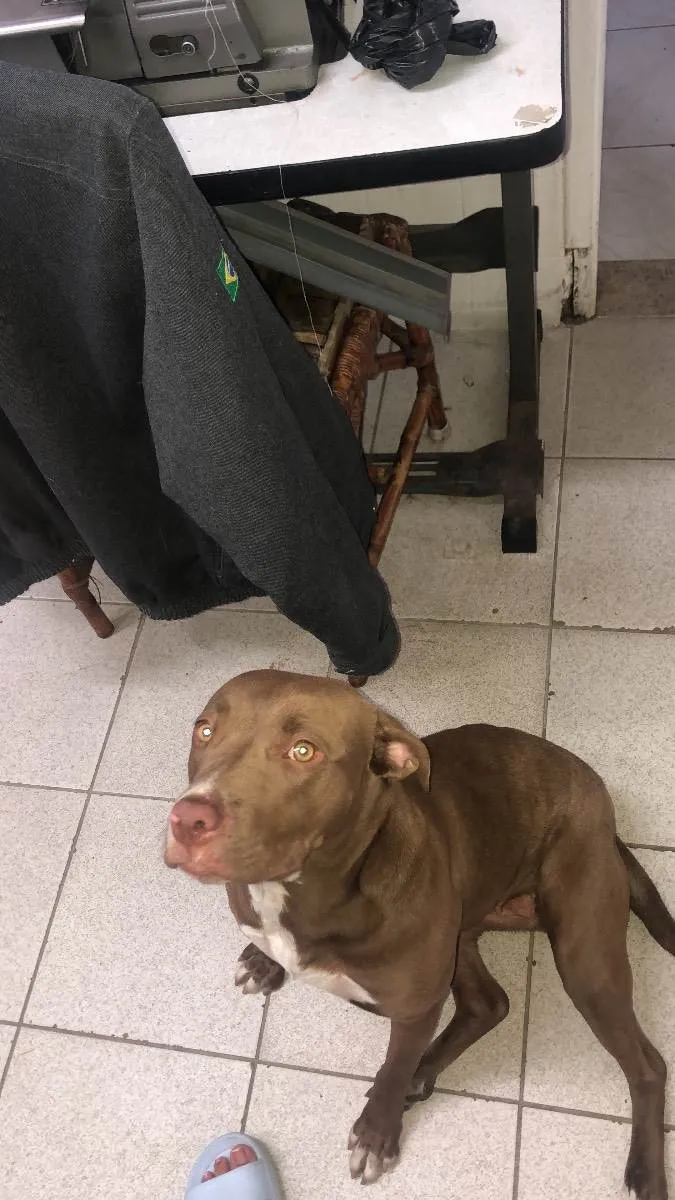 Cachorro raça American pit bull terrier idade 1 ano nome Esmeralda 