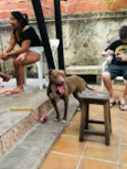 Cachorro raça American pit bull terrier idade 1 ano nome Esmeralda 