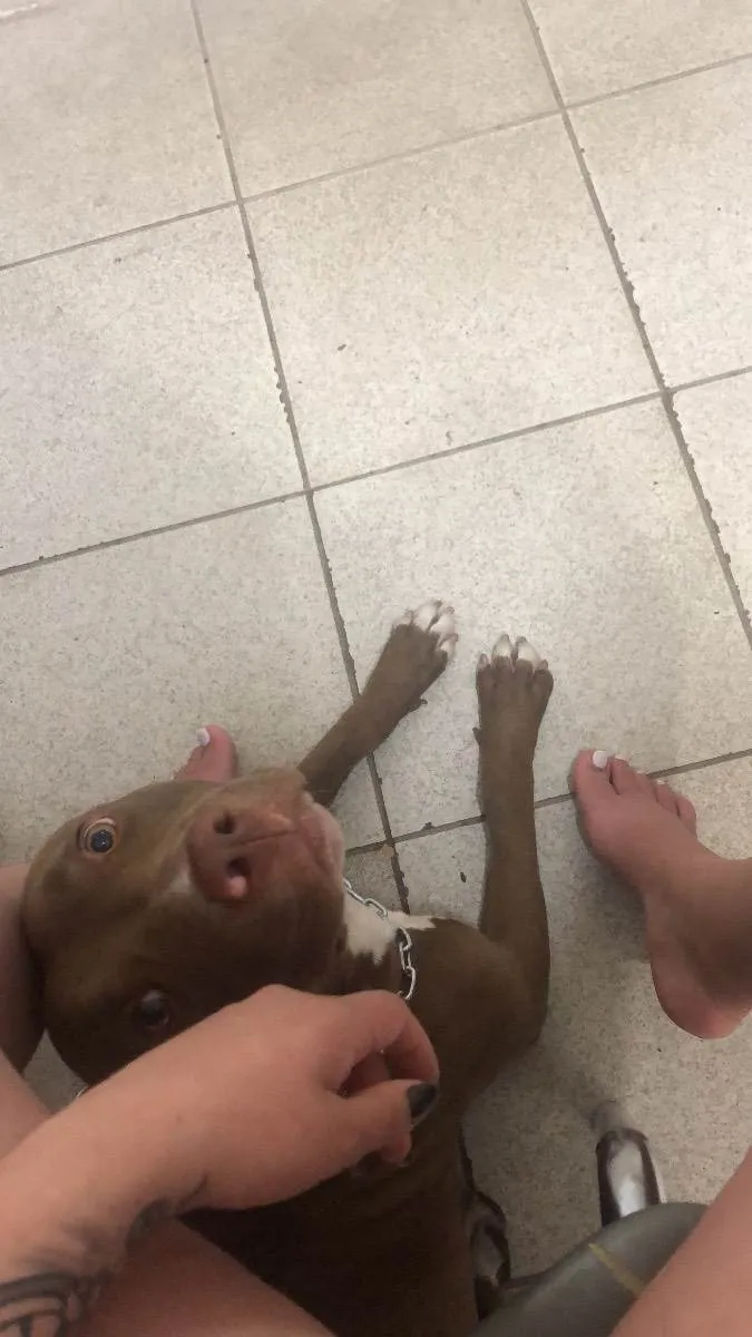 Cachorro raça American pit bull terrier idade 1 ano nome Esmeralda 