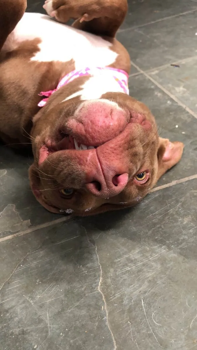 Cachorro raça American pit bull terrier idade 1 ano nome Esmeralda 