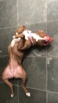 Cachorro raça American pit bull terrier idade 1 ano nome Esmeralda 