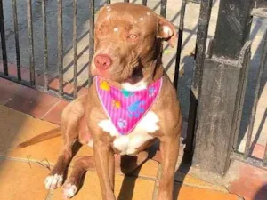 Cachorro raça American pit bull terrier idade 1 ano nome Esmeralda 