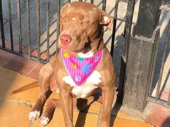 Cachorro raça American pit bull terrier idade 1 ano nome Esmeralda 