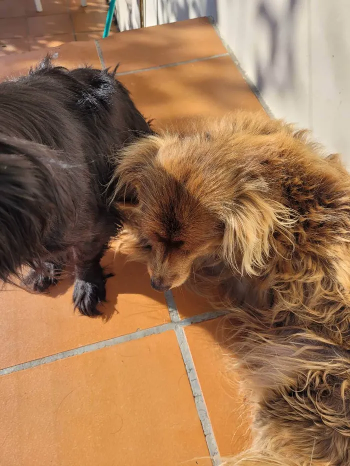 Cachorro ra a Vira lata idade 6 ou mais anos nome Cacau