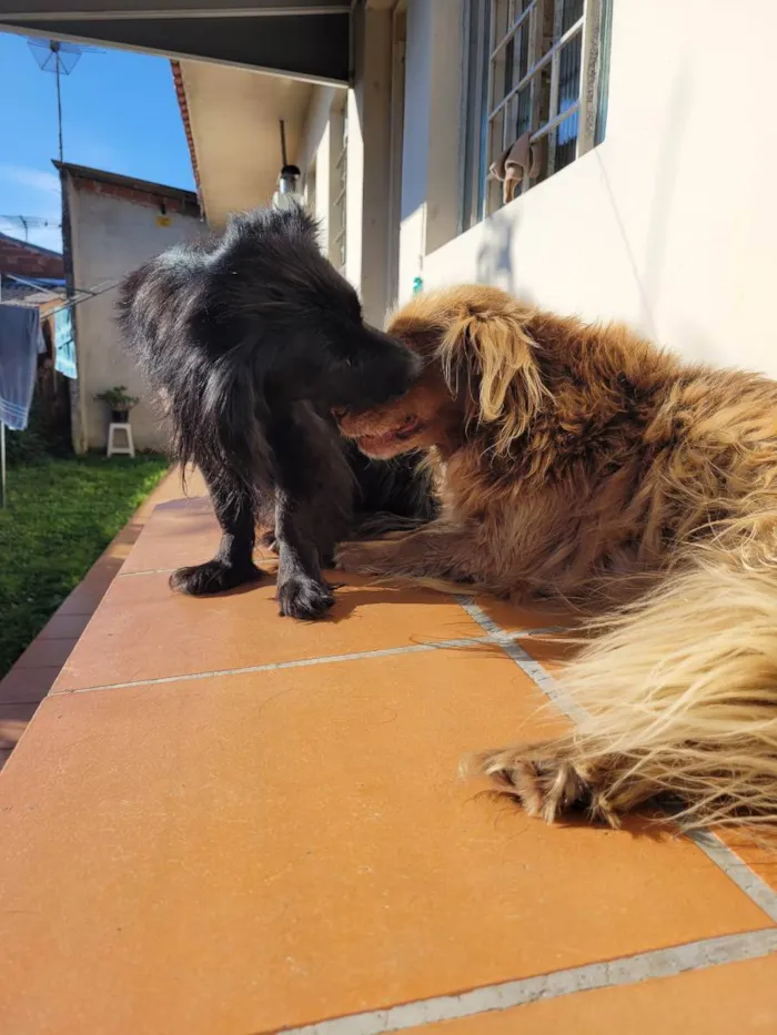 Cachorro ra a Vira lata idade 6 ou mais anos nome Cacau