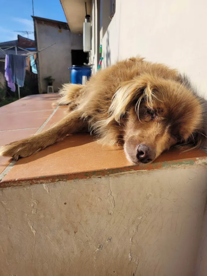 Cachorro ra a Vira lata idade 6 ou mais anos nome Cacau