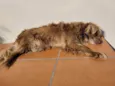 Cacau
