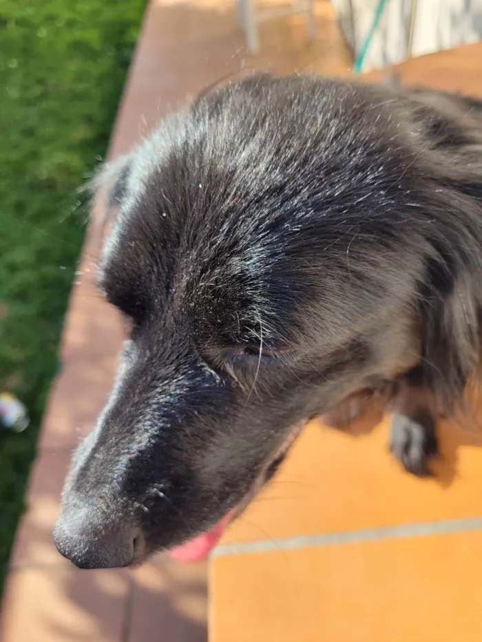 Cachorro ra a Vira lata idade 5 anos nome Pretinha