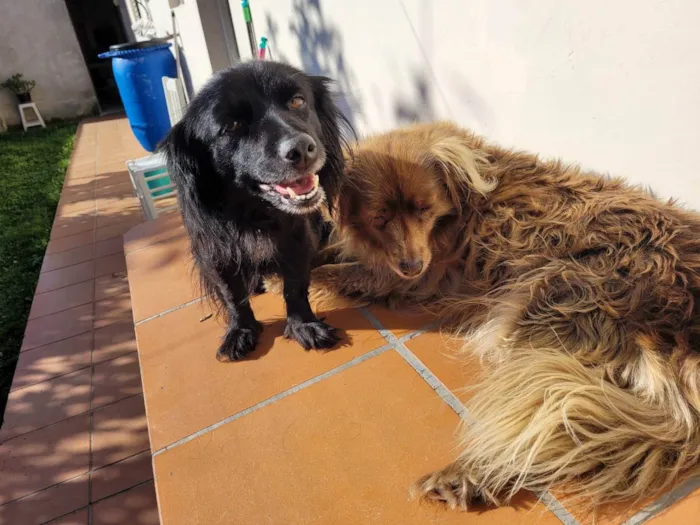 Cachorro ra a Vira lata idade 5 anos nome Pretinha