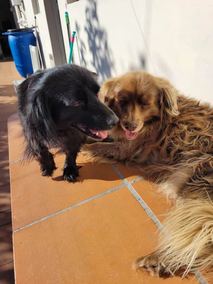 Cachorro ra a Vira lata idade 5 anos nome Pretinha
