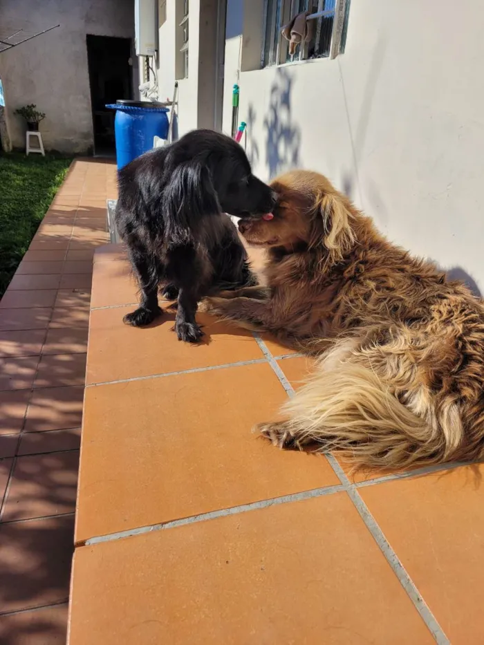 Cachorro ra a Vira lata idade 5 anos nome Pretinha