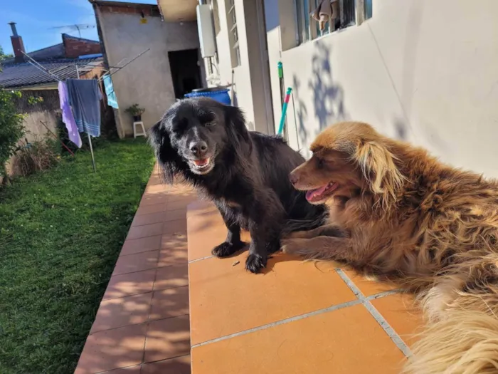 Cachorro ra a Vira lata idade 5 anos nome Pretinha