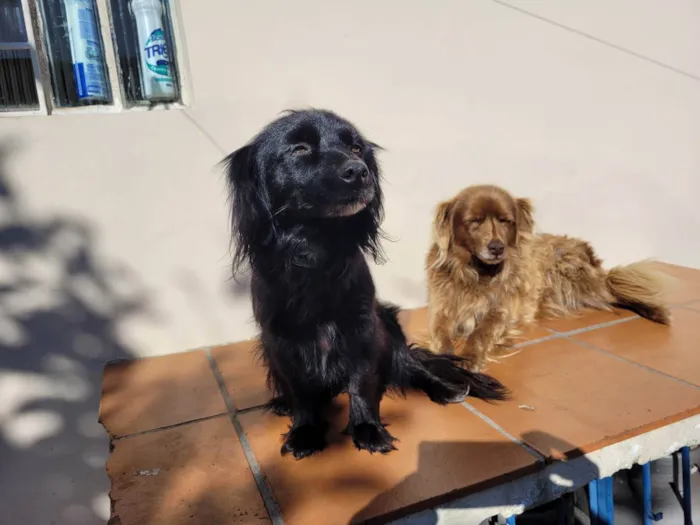 Cachorro ra a Vira lata idade 5 anos nome Pretinha