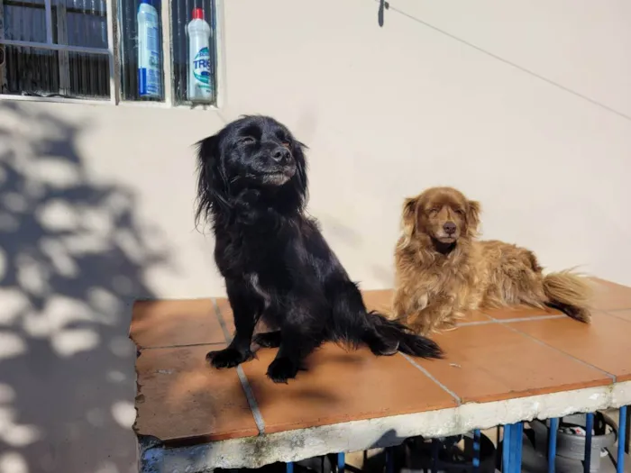Cachorro ra a Vira lata idade 5 anos nome Pretinha