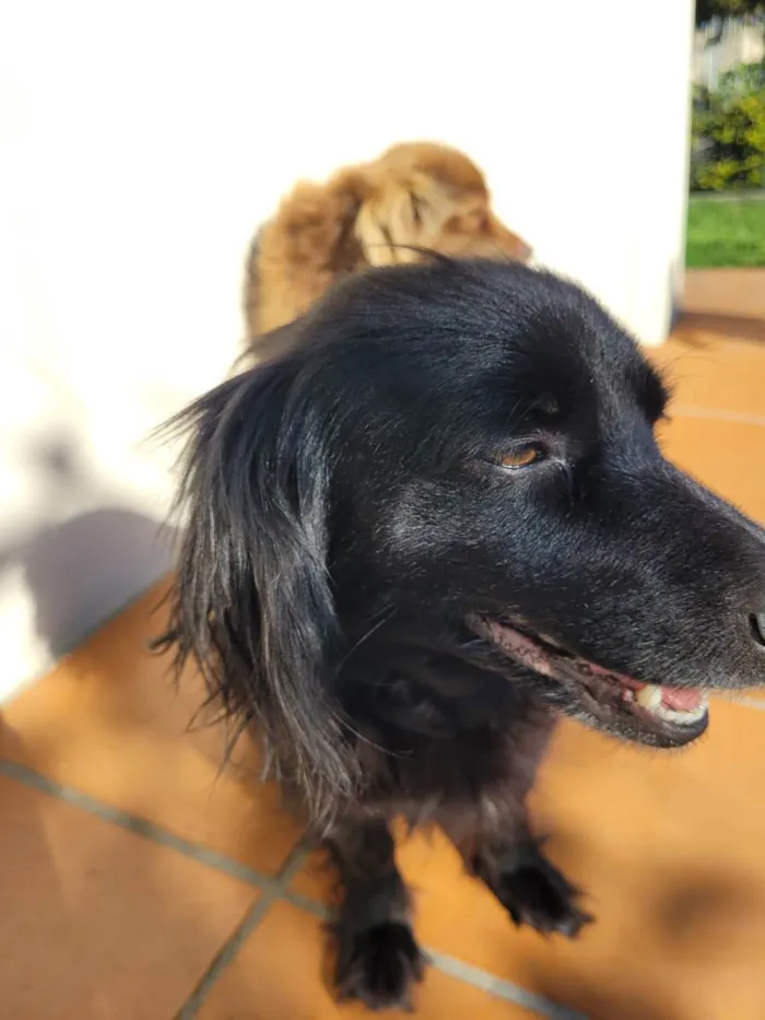 Cachorro ra a Vira lata idade 5 anos nome Pretinha