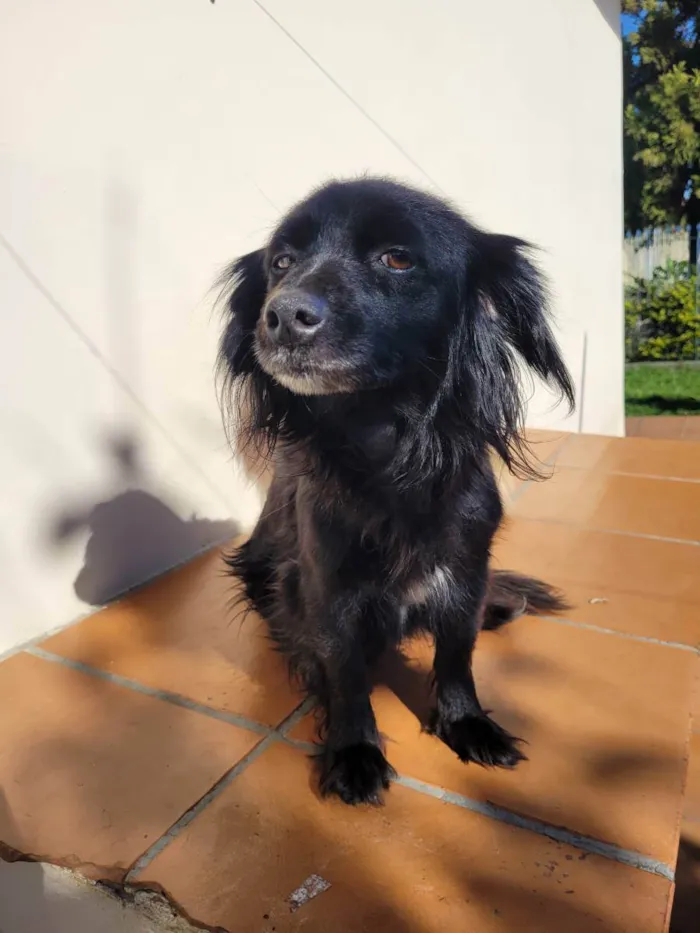Cachorro ra a Vira lata idade 5 anos nome Pretinha