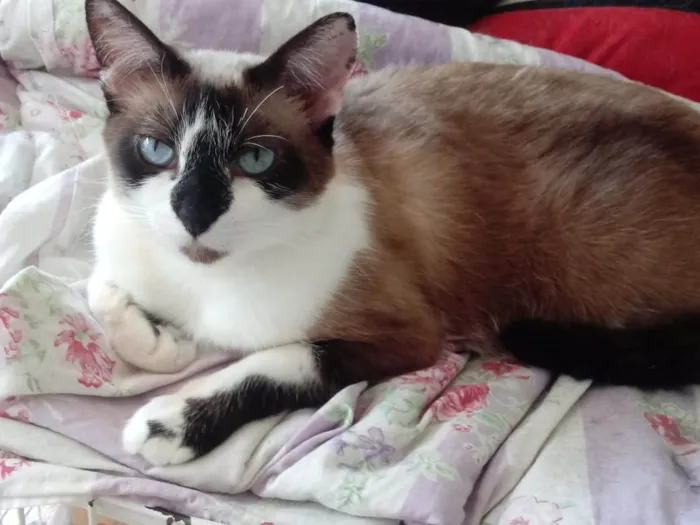 Gato raça Srd idade 2 anos nome Branca lindíssima 