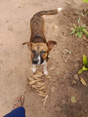 Cachorro raça Boxer com virata idade 7 a 11 meses nome Duque