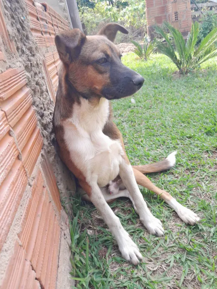 Cachorro ra a Boxer com virata idade 7 a 11 meses nome Duque