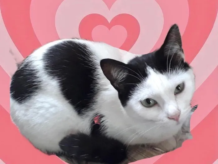 Gato raça Srd idade 1 ano nome Cherry linda demais 